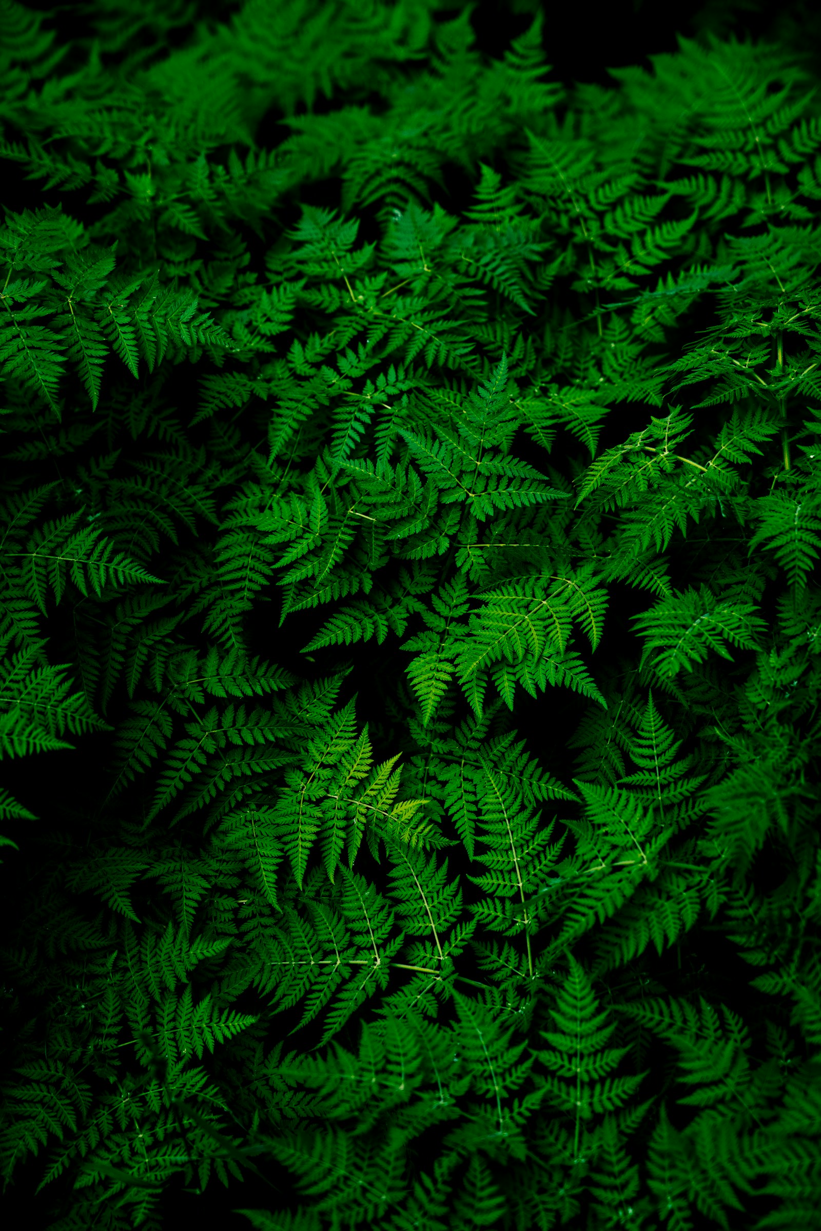 Illustrative greenery