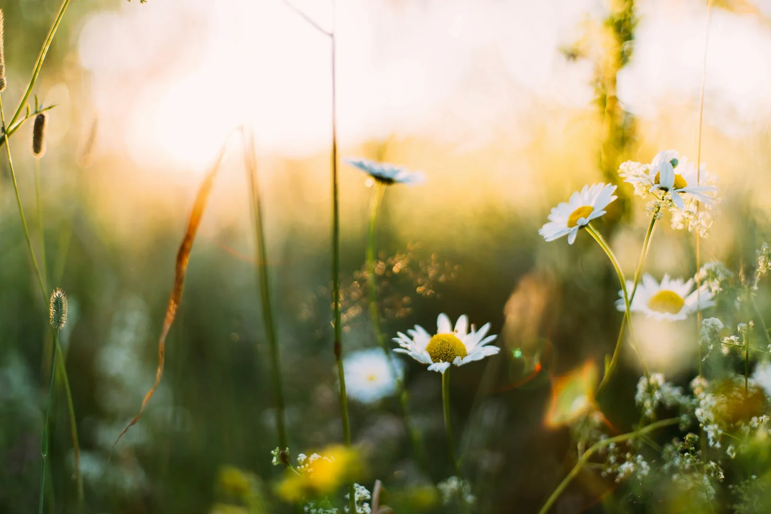 Sunlight falling over a meadow of daisies